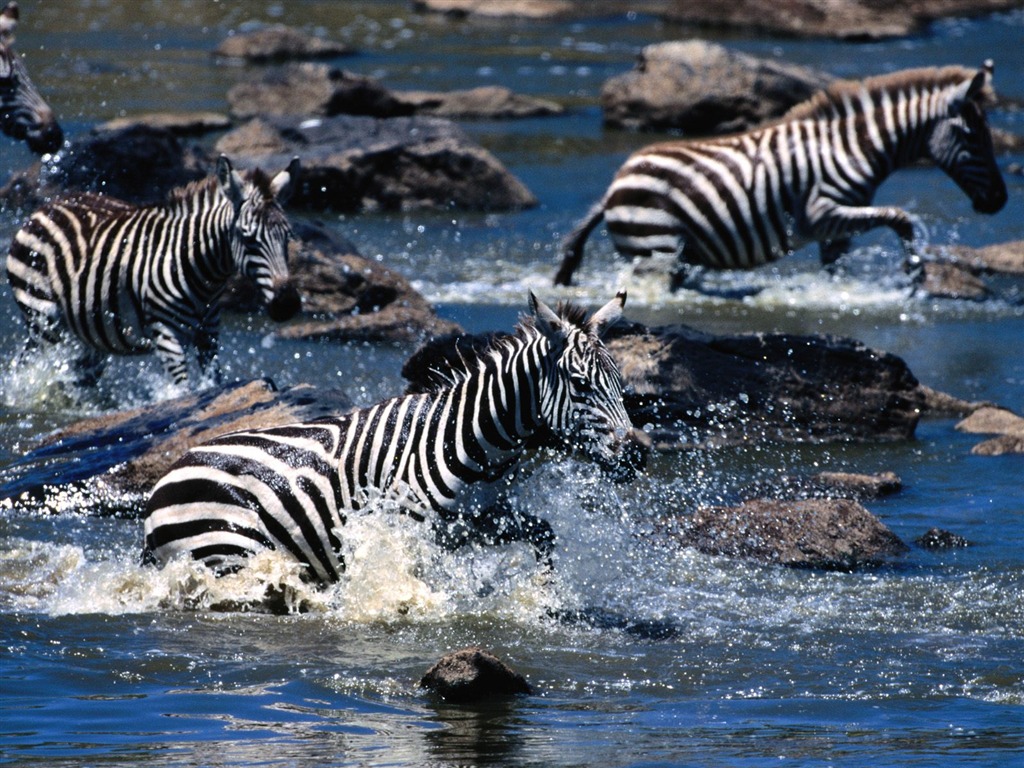 Zebra Фото обои #21 - 1024x768