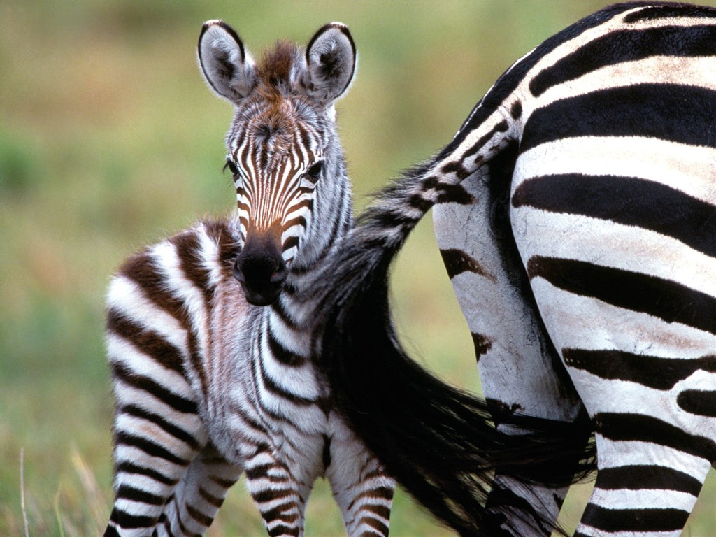 Zebra Фото обои #22 - 1024x768