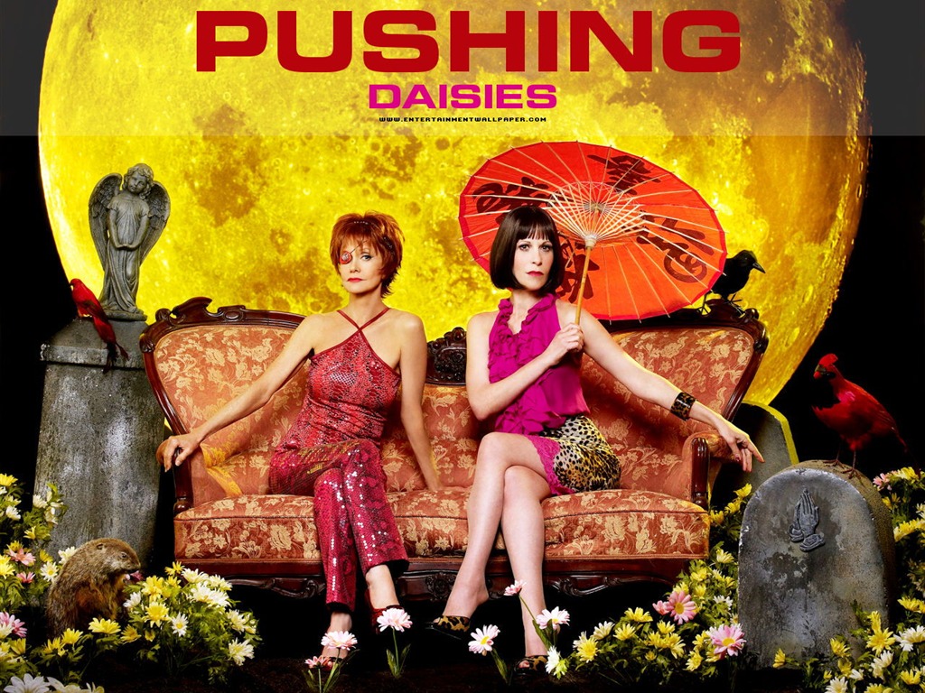Pushing Daisies 灵指神探13 - 1024x768