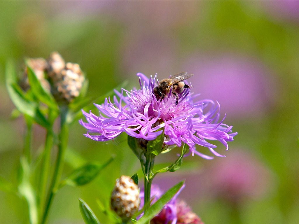 Love Bee Flower wallpaper (3) #3 - 1024x768