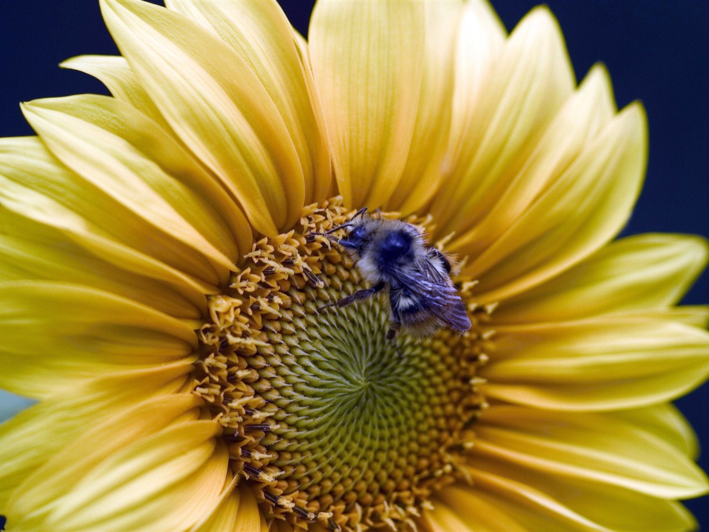 Láska Bee Květinové tapetu (3) #15 - 1024x768