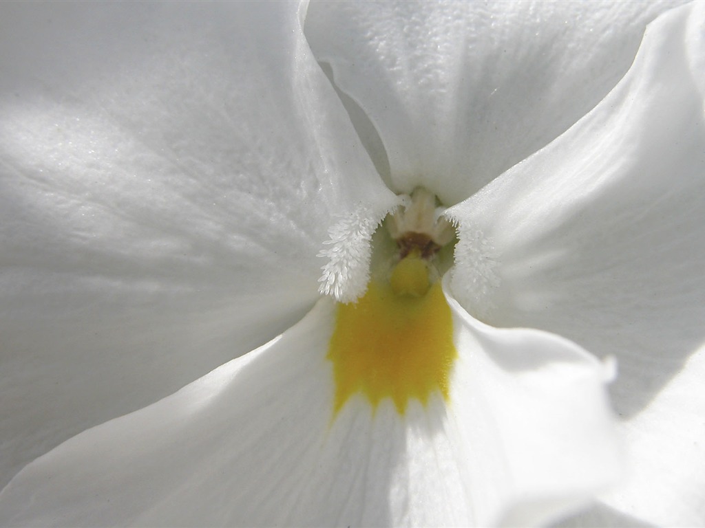 Fondos de Exteriores Flores fotografía #3 - 1024x768