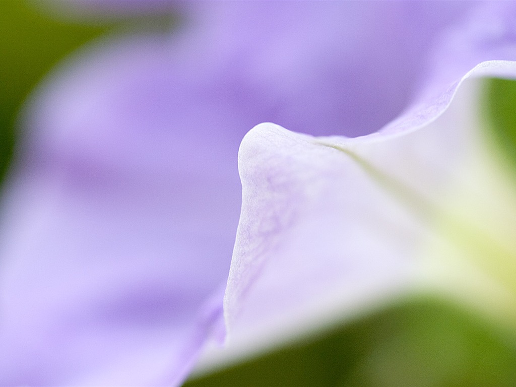 Fondos de Exteriores Flores fotografía #5 - 1024x768