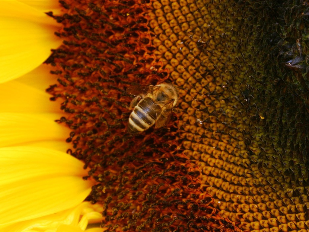 Láska Bee Květinové tapetu (4) #6 - 1024x768