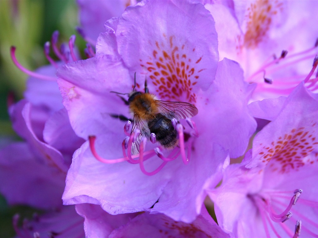 Láska Bee Květinové tapetu (4) #9 - 1024x768