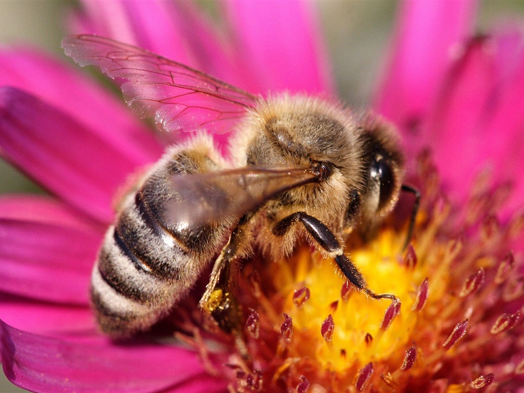 Láska Bee Květinové tapetu (4) #11 - 1024x768