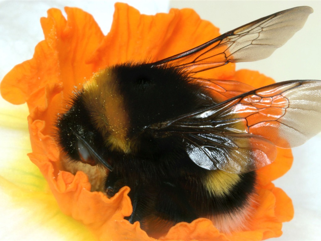 Láska Bee Květinové tapetu (4) #17 - 1024x768