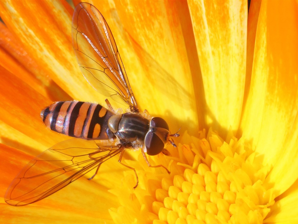Láska Bee Květinové tapetu (4) #19 - 1024x768