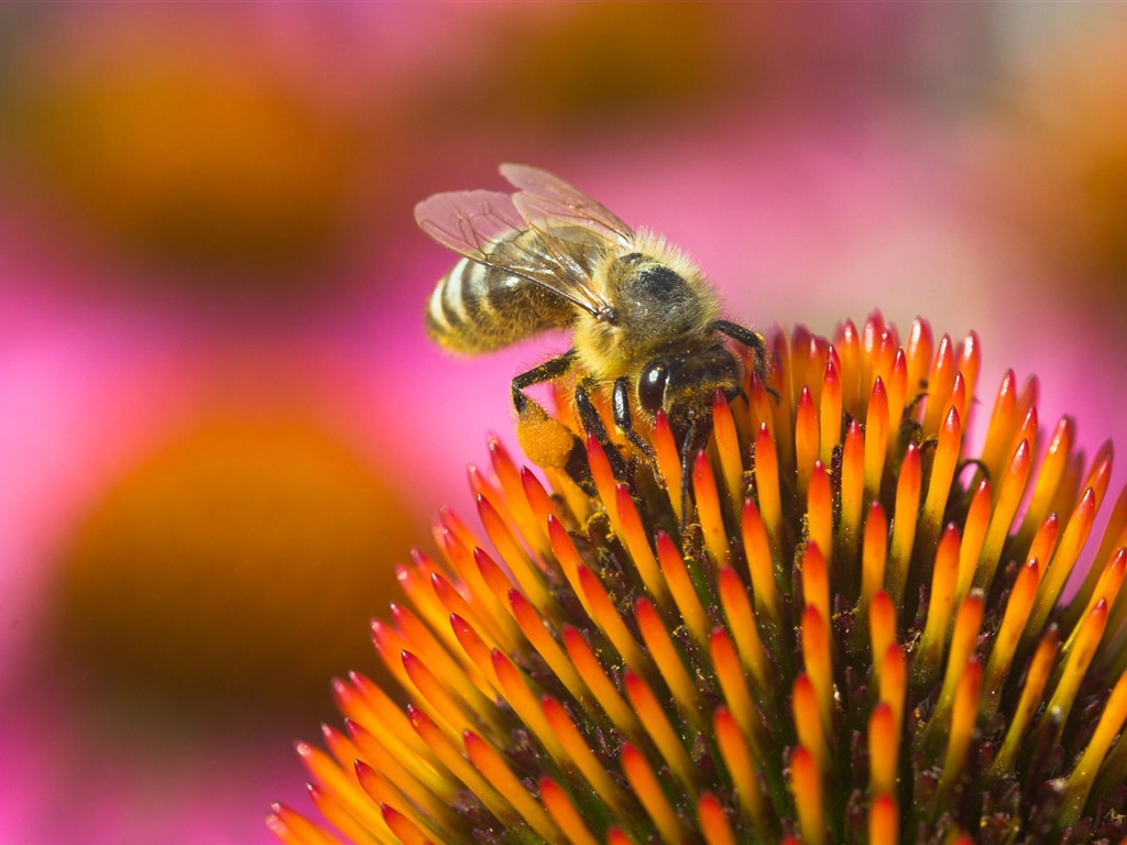 Láska Bee Květinové tapetu (4) #20 - 1024x768