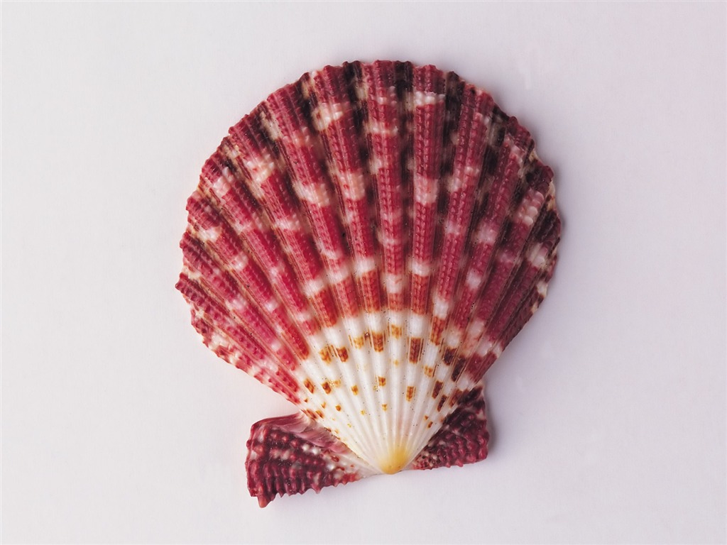 貝殼海螺壁紙專輯(二) #2 - 1024x768