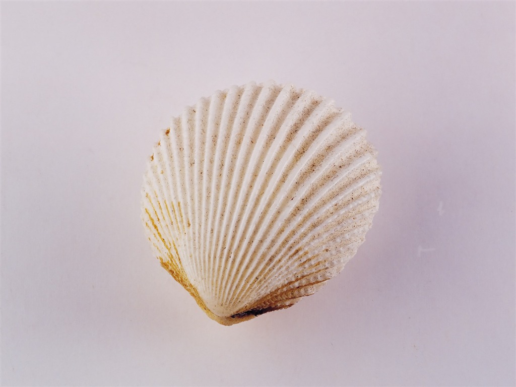 贝壳海螺壁纸专辑(二)7 - 1024x768