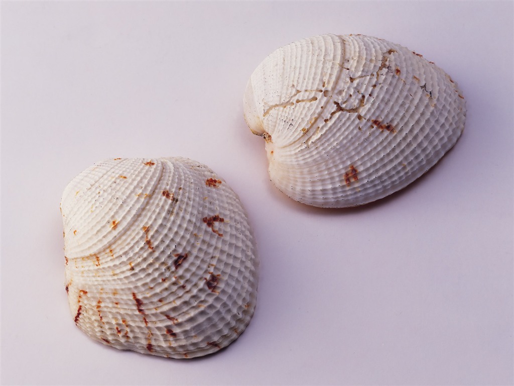 贝壳海螺壁纸专辑(二)10 - 1024x768