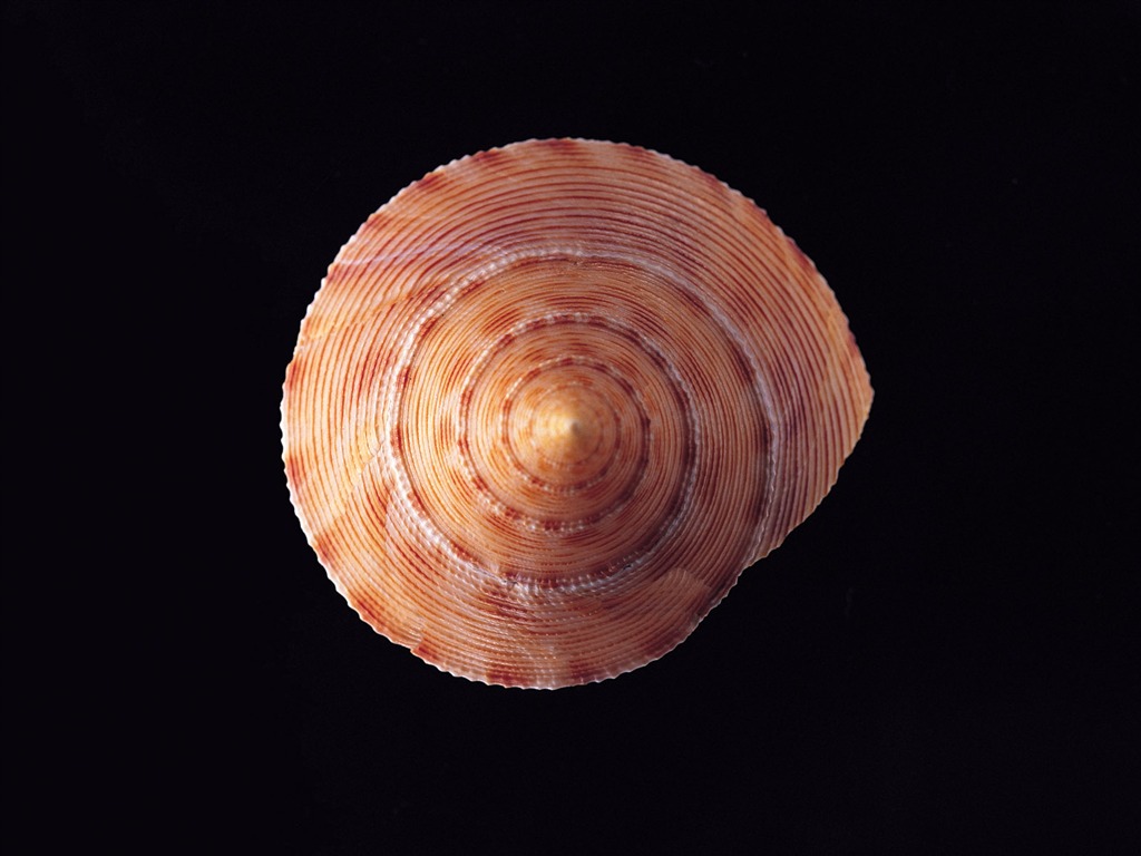 贝壳海螺壁纸专辑(二)12 - 1024x768