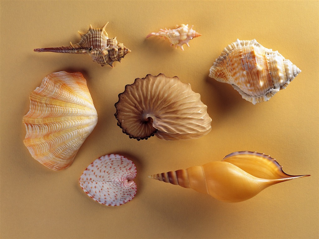 贝壳海螺壁纸专辑(二)20 - 1024x768