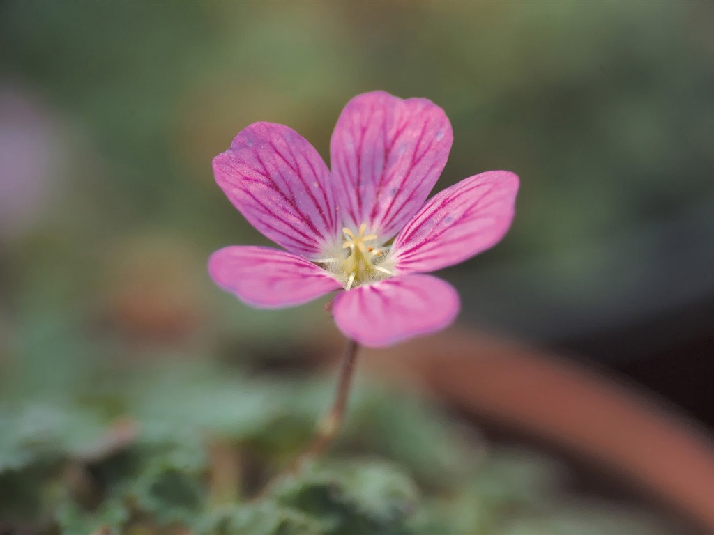 South Korea Flowers HD Paper #6 - 1024x768