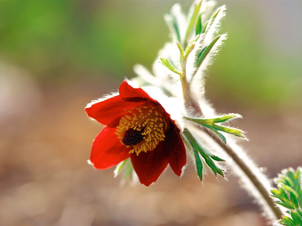 South Korea Flowers HD Paper #11 - 1024x768