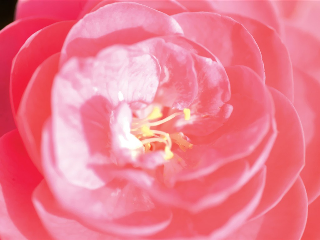 Corea del Sur Flores de papel de alta definición #17 - 1024x768