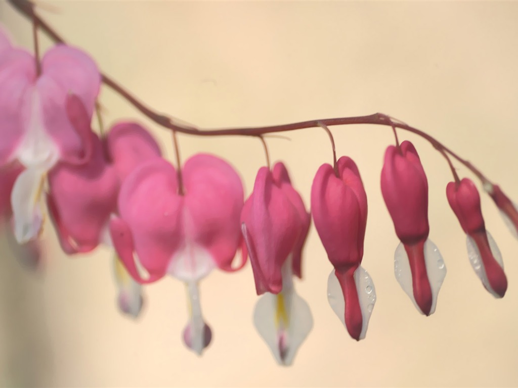 韩国花卉摄影高清纸19 - 1024x768