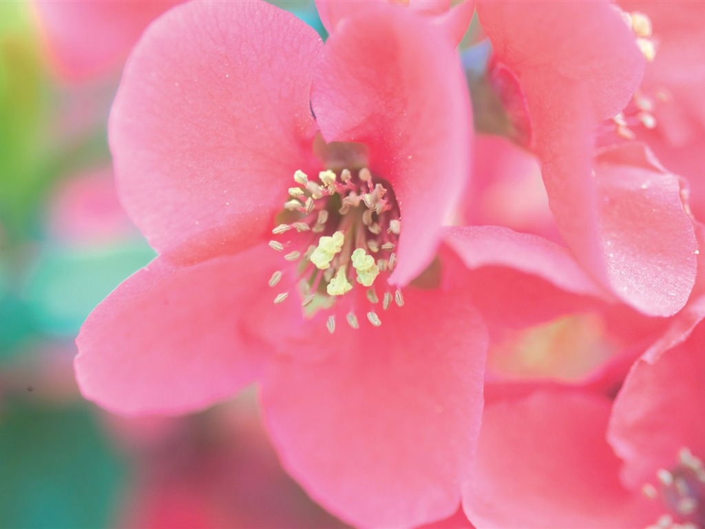 韩国花卉摄影高清纸20 - 1024x768