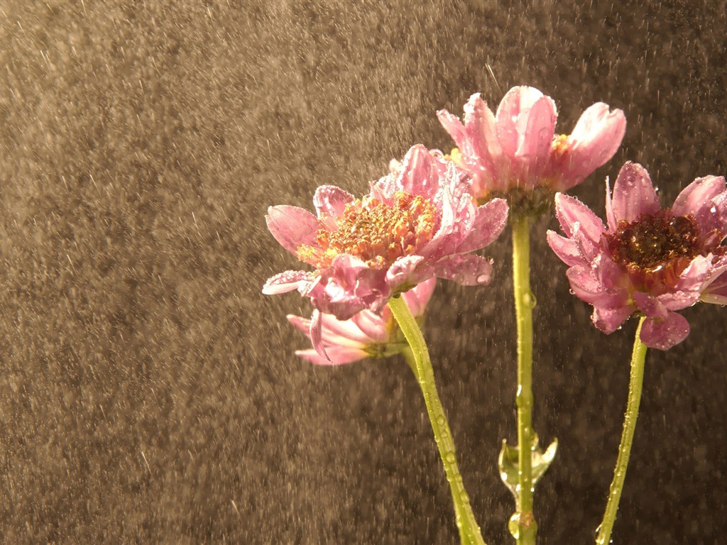 韩国花卉摄影高清纸31 - 1024x768