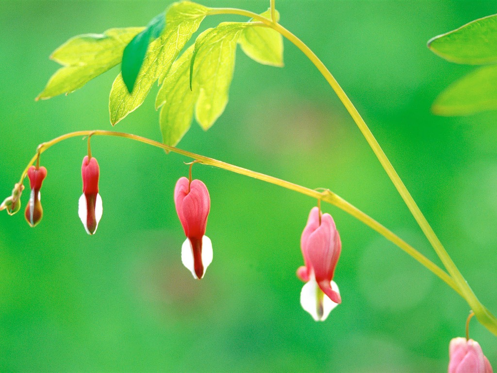 South Korea Flowers HD Paper #32 - 1024x768