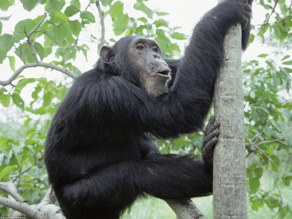Monkey orangutan tapety (1) #4 - 1024x768