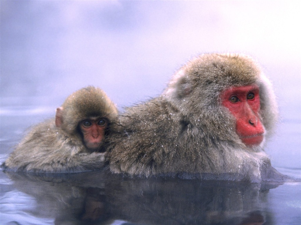 Fond d'écran orang-outan singe (1) #7 - 1024x768