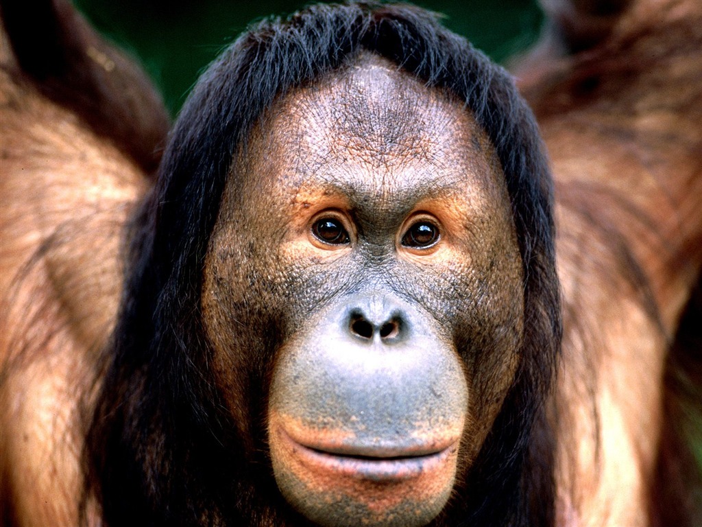 Monkey orangutan tapety (1) #8 - 1024x768