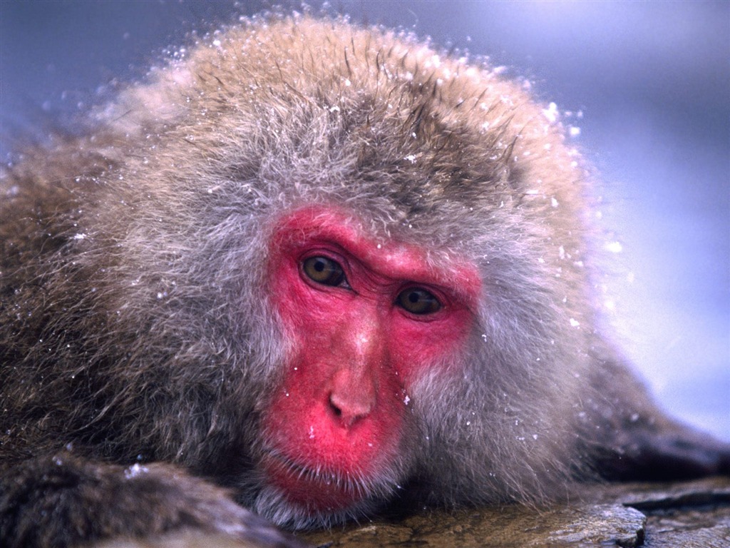 Fond d'écran orang-outan singe (1) #14 - 1024x768