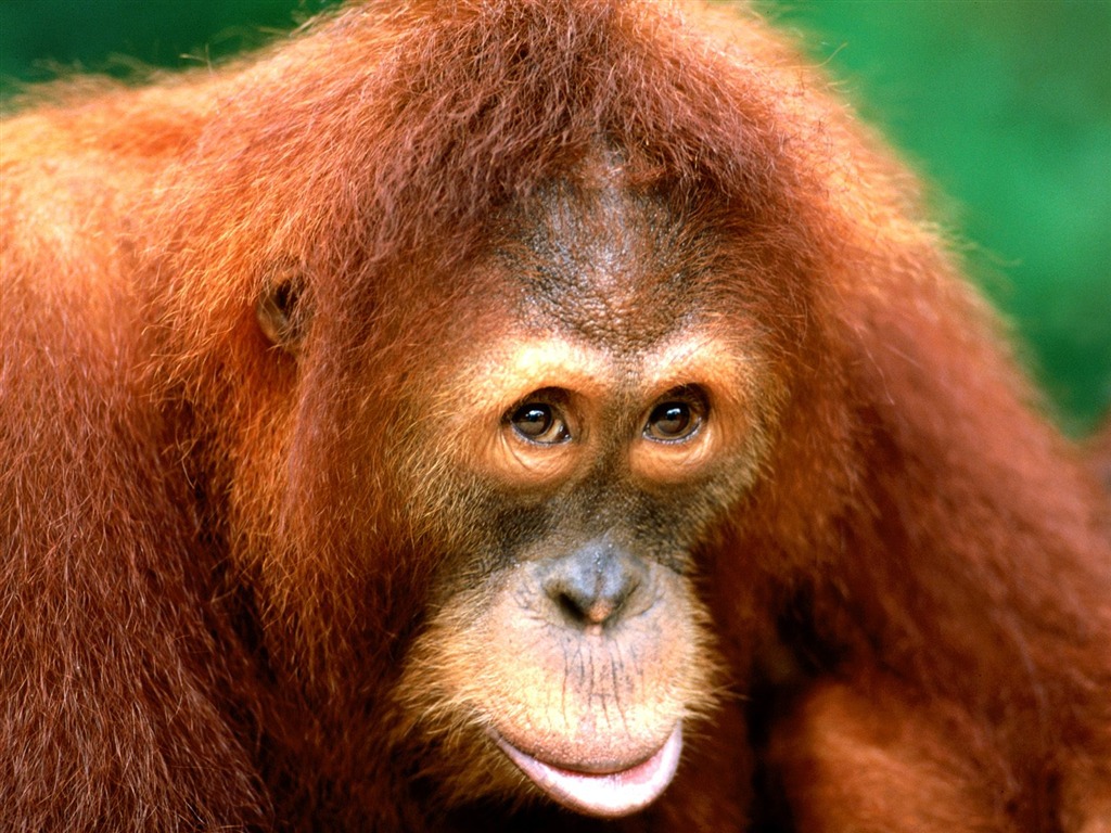 Fond d'écran orang-outan singe (1) #16 - 1024x768