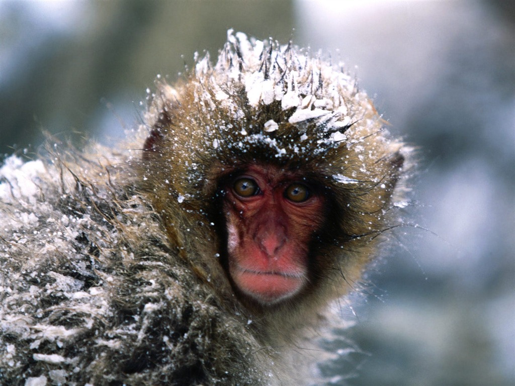 Fond d'écran orang-outan singe (1) #19 - 1024x768