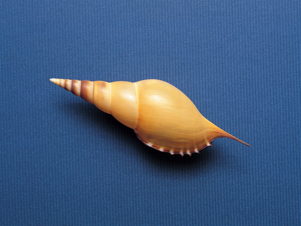 贝壳海螺壁纸专辑(三)2 - 1024x768
