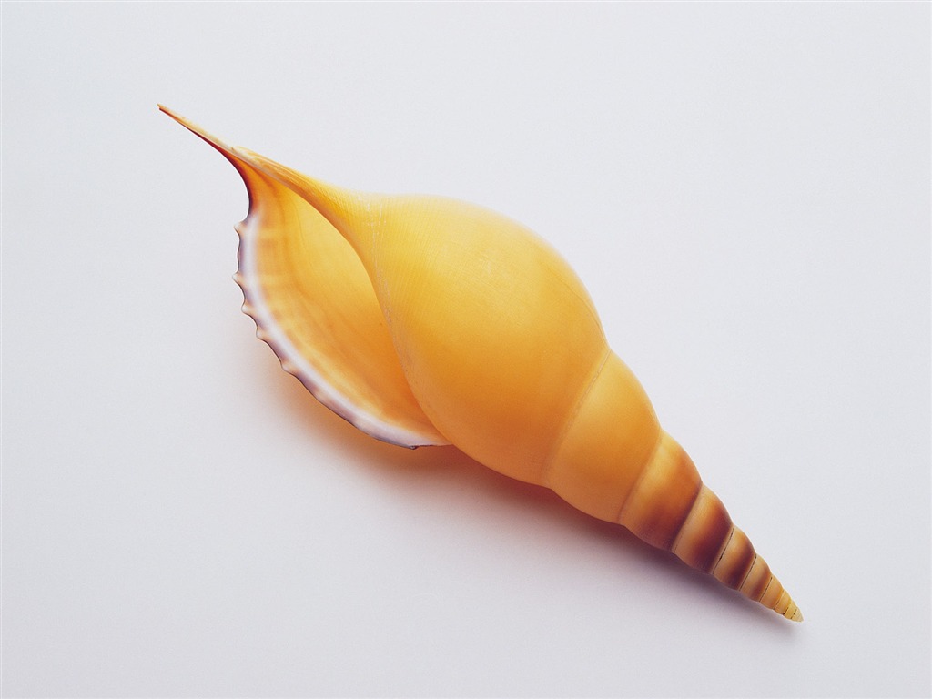 贝壳海螺壁纸专辑(三)7 - 1024x768