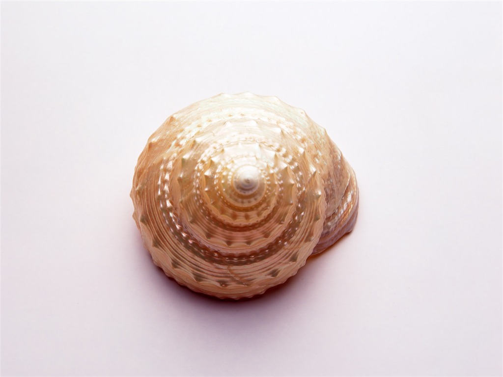 贝壳海螺壁纸专辑(三)9 - 1024x768