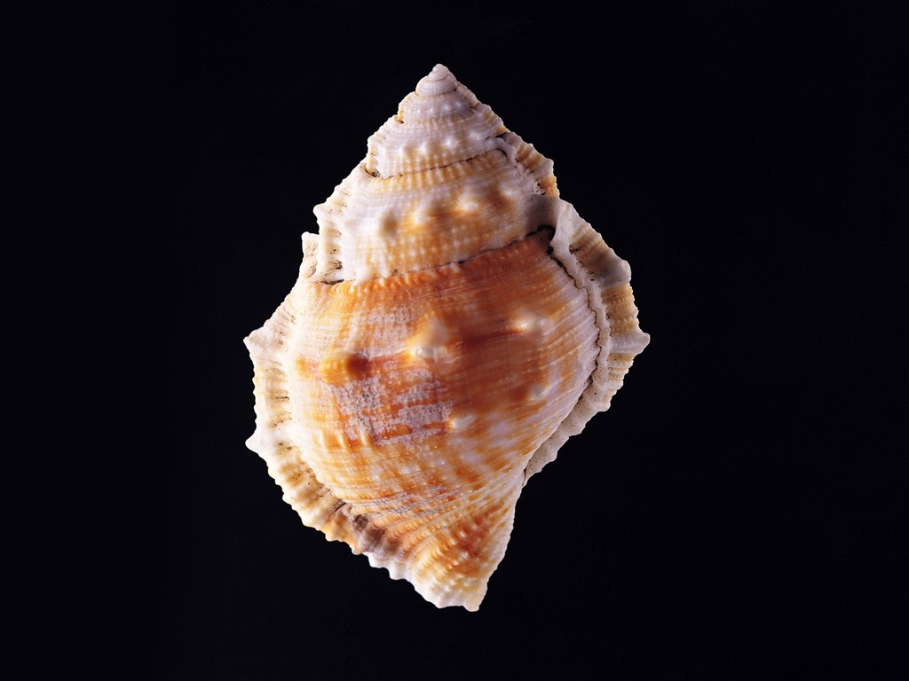 贝壳海螺壁纸专辑(三)12 - 1024x768