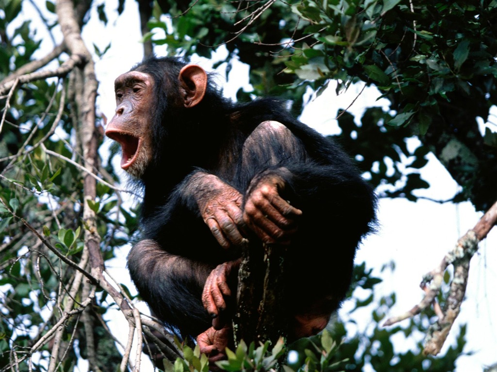 Monkey орангутанга обои (2) #3 - 1024x768
