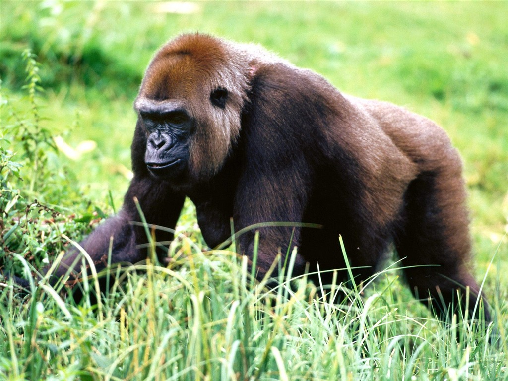 Monkey orangutan tapetu (2) #12 - 1024x768