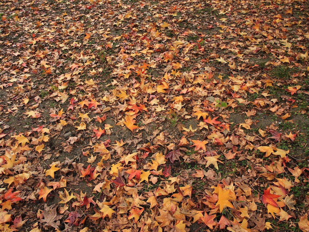 Maple Leaf Tapete gepflasterten Weg #10 - 1024x768