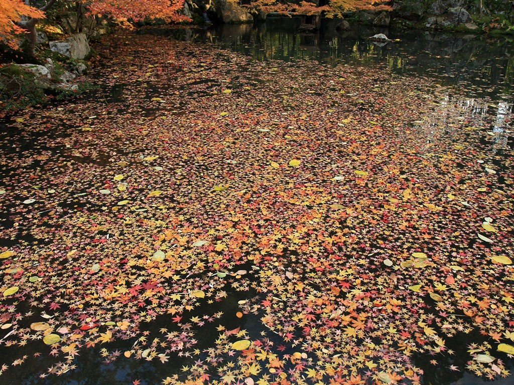枫叶铺满地 壁纸13 - 1024x768