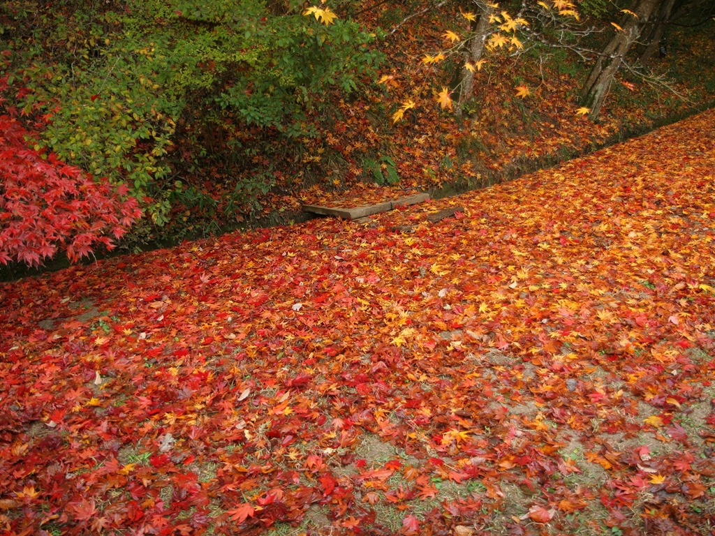 Maple Leaf wallpaper paved way #20 - 1024x768