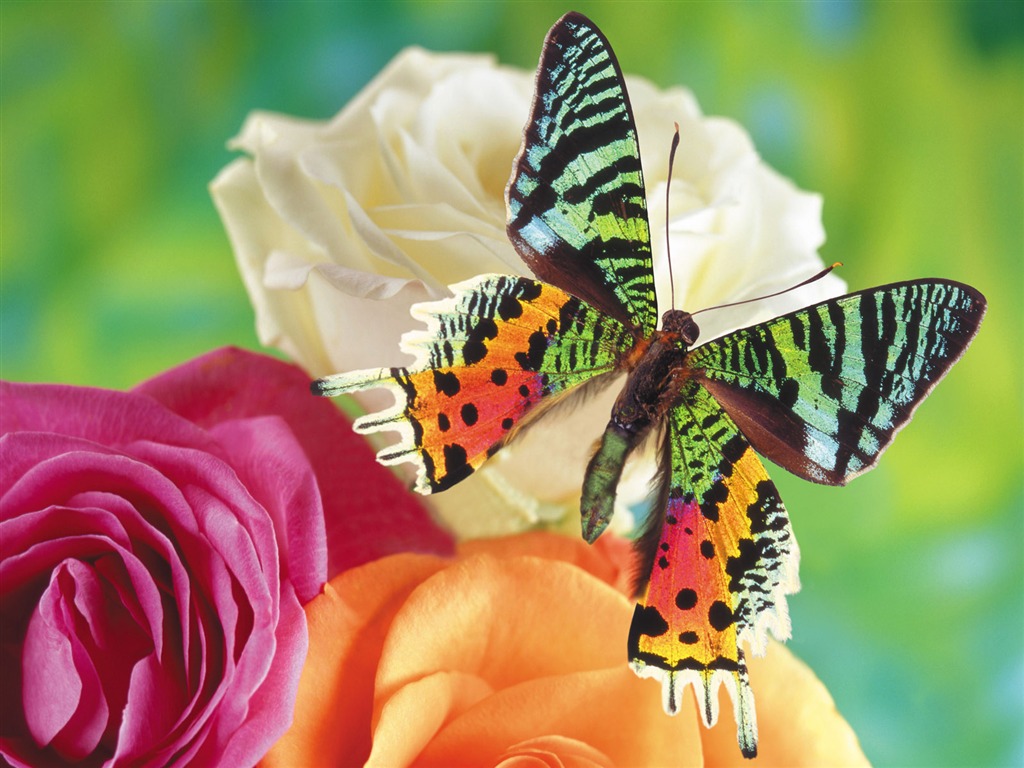 Schmetterlinge und Blumen Wallpaper Album (1) #1 - 1024x768