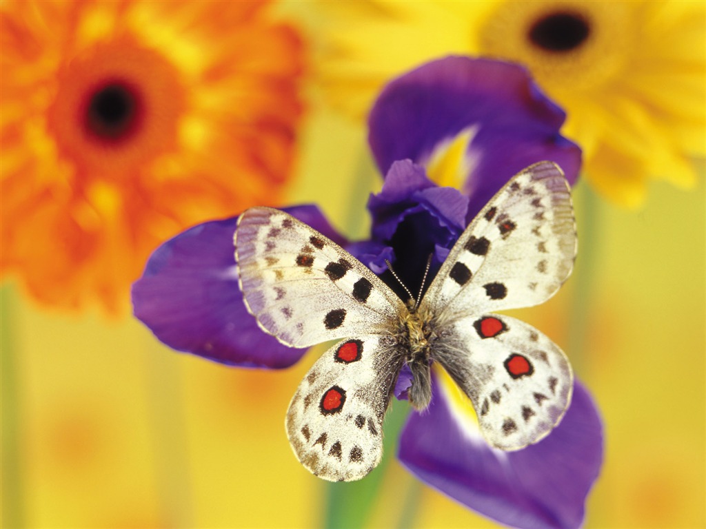 Butterflies and flowers wallpaper album (1) #5 - 1024x768