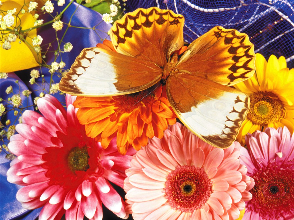 Butterflies and flowers wallpaper album (1) #6 - 1024x768