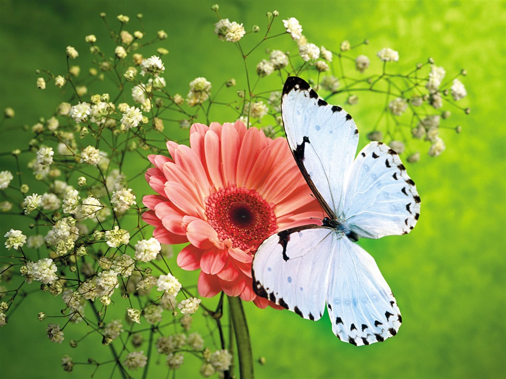 Papillons et fleurs album papier peint (1) #8 - 1024x768