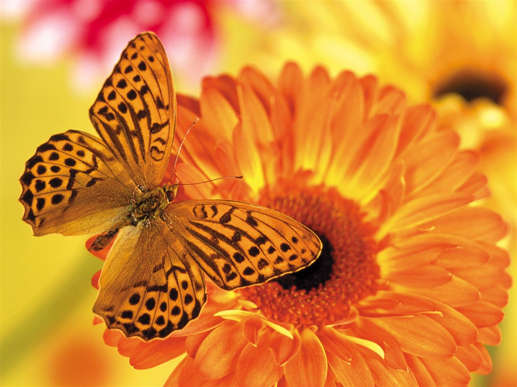 Papillons et fleurs album papier peint (1) #9 - 1024x768