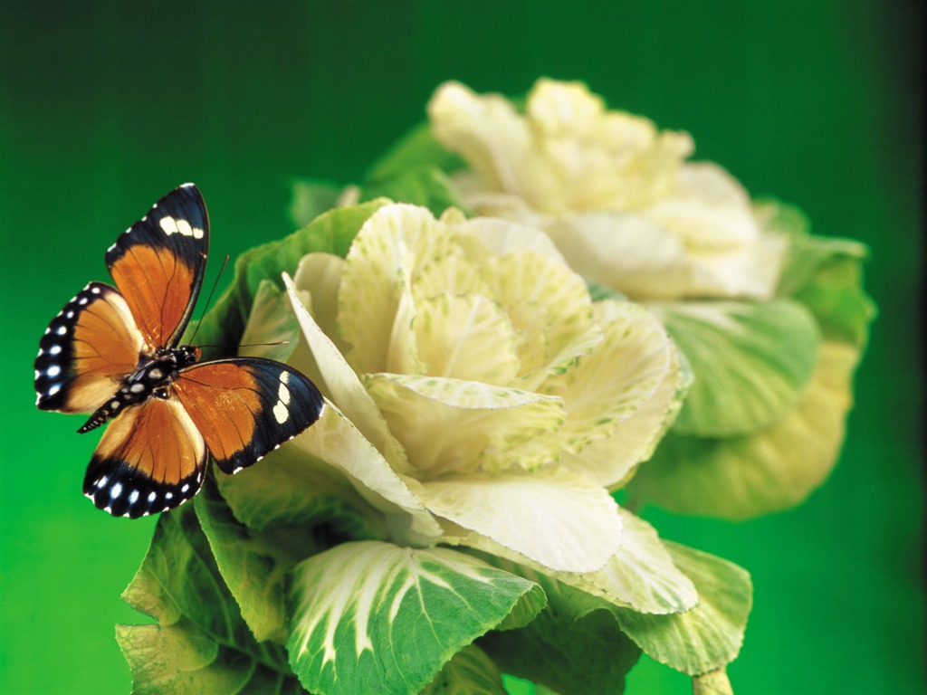 Papillons et fleurs album papier peint (1) #13 - 1024x768