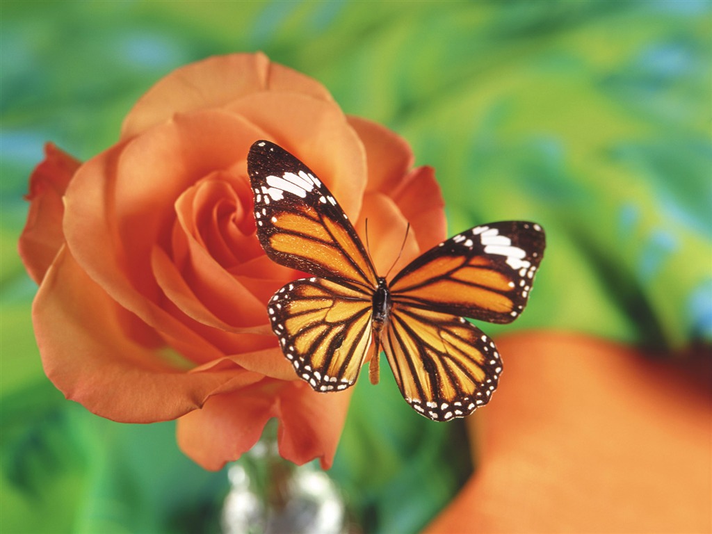 Schmetterlinge und Blumen Wallpaper Album (1) #14 - 1024x768