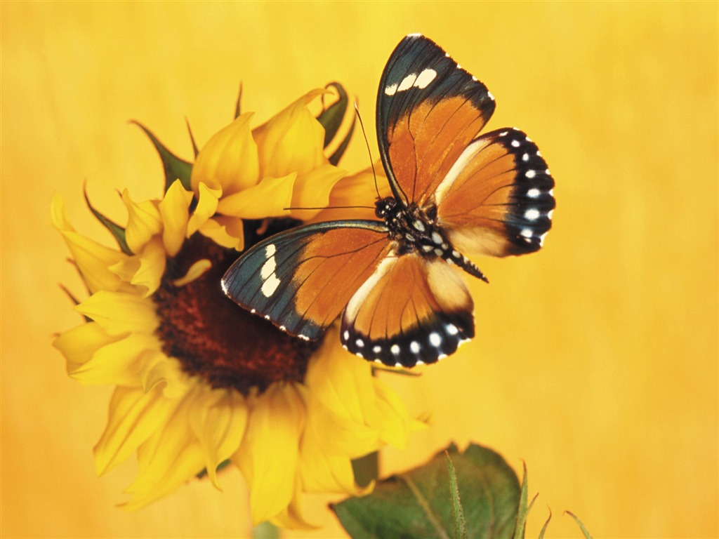 Butterflies and flowers wallpaper album (1) #16 - 1024x768
