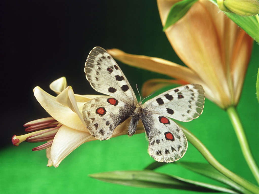 motýli a květiny tapety album (1) #17 - 1024x768