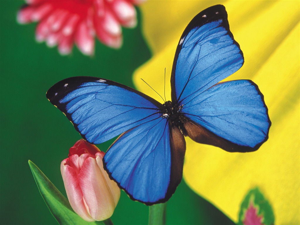 Las mariposas y las flores fondos de escritorio de disco (2) #1 - 1024x768